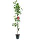 Jabłoń Papierówka Czerwona na przetwory wczesna 180-220 cm