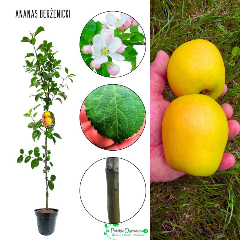 Jabłoń Ananas Berżenicki doskonała na przetwory 100-150 cm