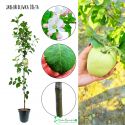 Jabłoń Oliwka Żółta tradycyjna polska stara odmiana 180-220 cm