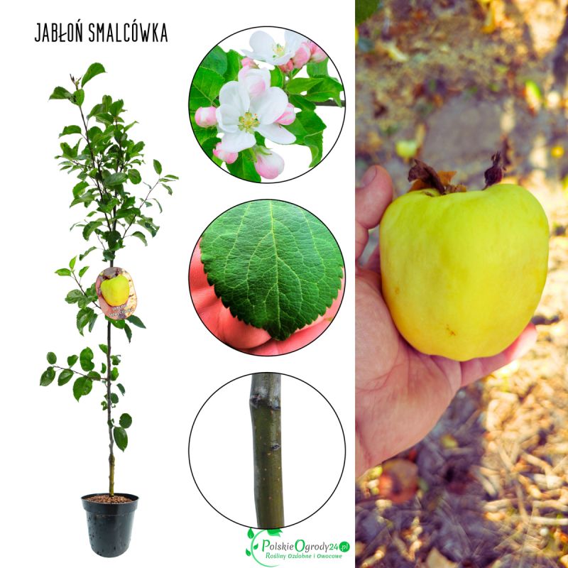 Jabłoń Smalcówka stara ceniona odmiana 100-150 cm