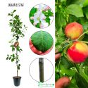 Jabłoń Elstar smaczne jesienne jabłka 100-150 cm