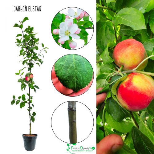 Jabłoń Elstar smaczne jesienne jabłka 100-150 cm
