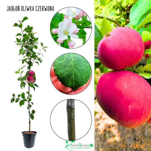 Jabłoń Oliwka Czerwona wczesne letnie jabłka 100-150 cm