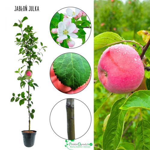Jabłoń Julka drzewka owocowe mrozoodporne 100-150 cm