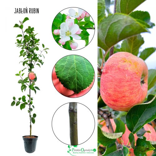 Jabłoń Rubin łatwa uprawa odmiana jesienna 100-150 cm