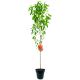 Brzoskwinia Harco na przetwory duże owoce 180-220 cm