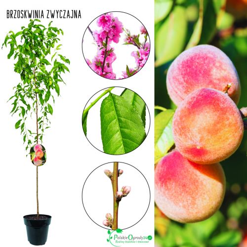 Brzoskwinia Zwyczajna do przydomowego ogrodu 180-220 cm