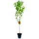 Brzoskwinia Candor do amatorskiej uprawy 180-220 cm