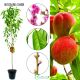 Brzoskwinia Candor do amatorskiej uprawy 180-220 cm