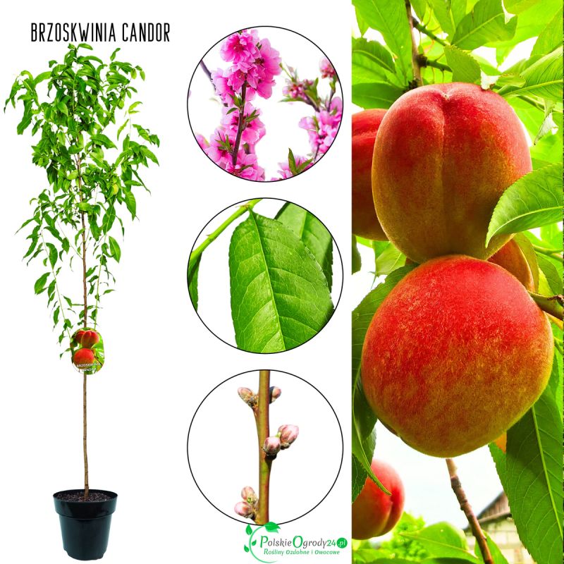Brzoskwinia Candor do amatorskiej uprawy 180-220 cm