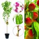 Brzoskwinia Harrow Beauty wysoka zdrowotność 180-220 cm
