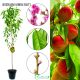Brzoskwinia Harrow Beauty wysoka zdrowotność 180-220 cm