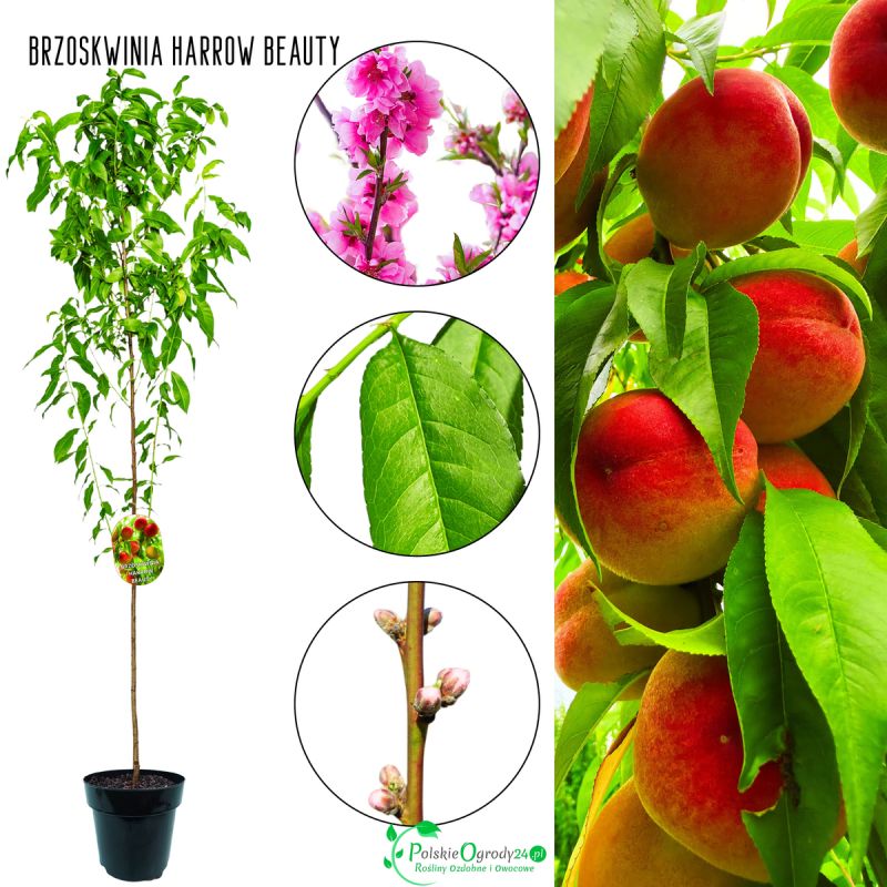 Brzoskwinia Harrow Beauty wysoka zdrowotność 180-220 cm