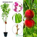 Brzoskwinia RoyalVee deserowe owoce 180-220 cm