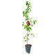Grusza Red Bonkreta czerwone owoce jesienna 100-150 cm