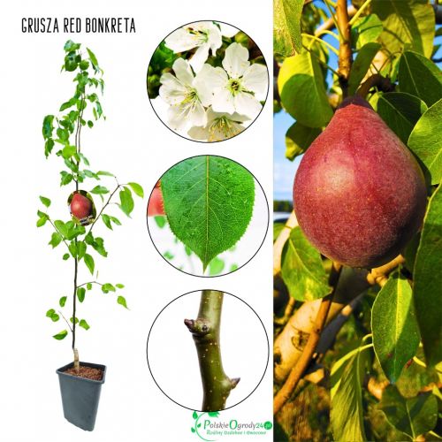 Grusza Red Bonkreta aromatyczny miąższ 180-220 cm