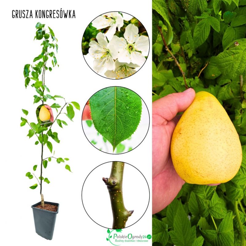 Grusza Kongresówka stara odmiana zimowa 100-150 cm
