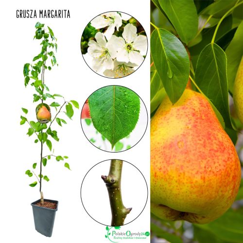 Grusza Margarita bardzo soczyste owoce 180-220 cm