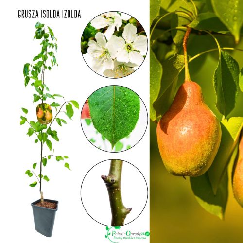 Grusza Izolda jesienna słodka odmiana 100-150 cm