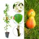 Grusza Williams Red letnia intensywny aromat 180-220 cm