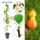 Grusza Williams Red letnia intensywny aromat 180-220 cm