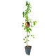 Grusza Red Faworytka czerwone letnie owoce 100-150 cm