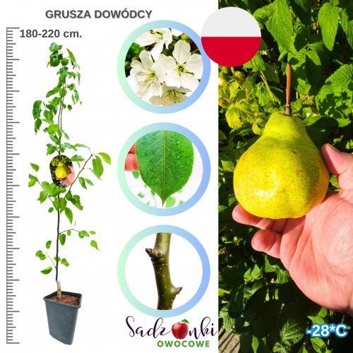 Grusza Dowódcy regularne owocowanie 180-220 cm