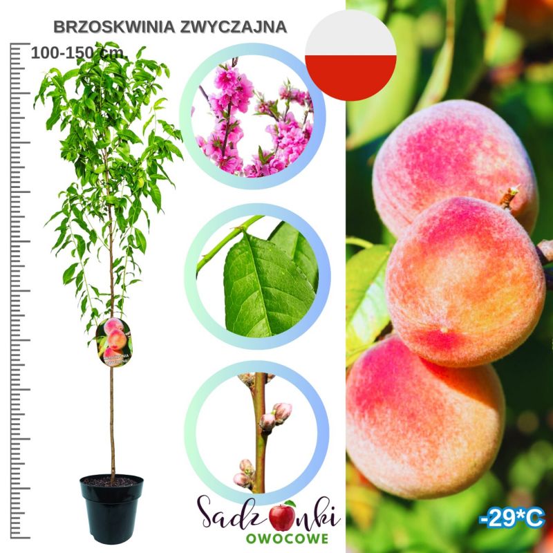 Brzoskwinia Zwyczajna bardzo słodkie owoce 100-150 cm
