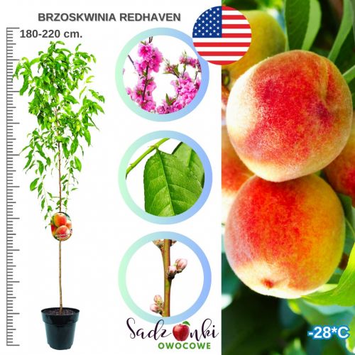 Brzoskwinia Redhaven wczesna duże owoce 180-220 cm