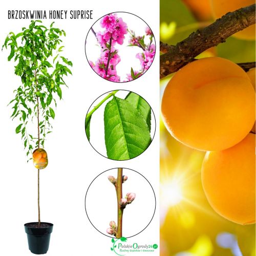 Brzoskwinia Honey Suprise miodowo słodki smak 100-150 cm
