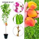 Brzoskwinia Sun Sweet sprzedaż wysyłkowa 180-220 cm