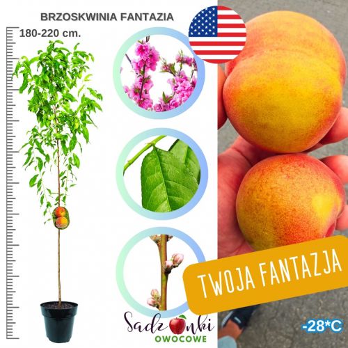 Brzoskwinia Fantazja doskonały smak 180-220 cm