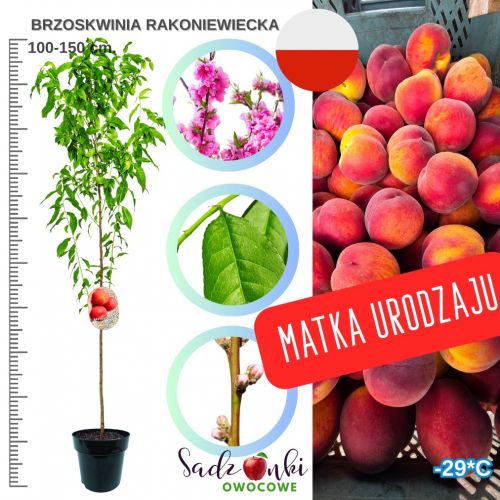 Brzoskwinia Rakoniewicka wysoka plenność 100-150 cm
