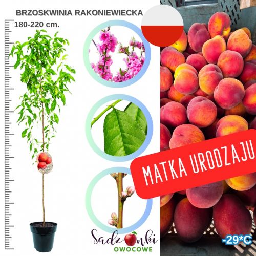 Brzoskwinia Rakoniewicka wytrzymała odmiana 180-220 cm