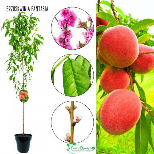 Brzoskwinia Fantasia regularne owocowanie 180-220 cm
