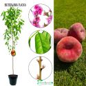 Brzoskwinia Płaska mało wymagająca słodka 100-150 cm