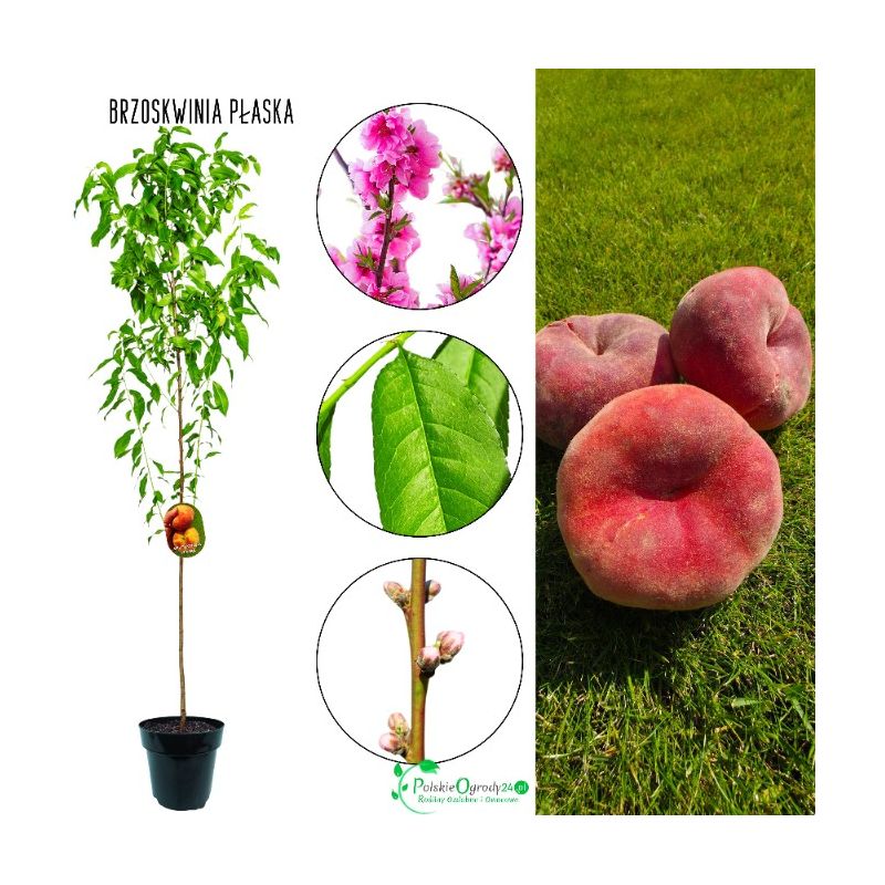 Brzoskwinia Płaska idealna do ogrodu 180-220 cm