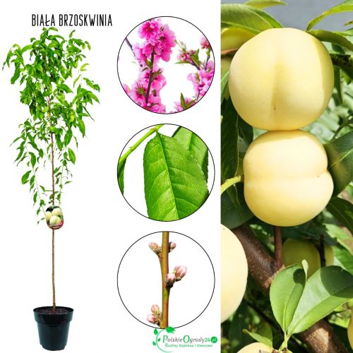 Brzoskwinia Biała deserowe przeznaczenie 180-220 cm