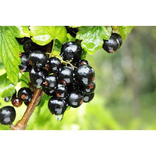 KRZACZASTA PORZECZKA CZARNA OJEBYN 70-110cm