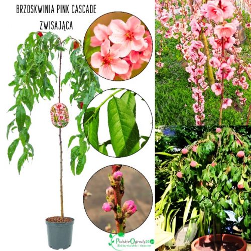 Brzoskwinia Pink Cascade forma kaskadowa 100-150 cm