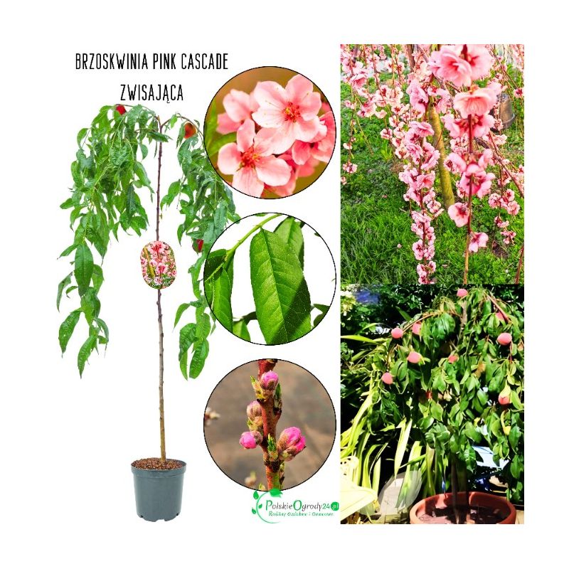 Brzoskwinia Pink Cascade forma kaskadowa 100-150 cm