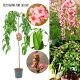 Brzoskwinia Pink Cascade forma kaskadowa 100-150 cm