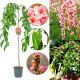 Brzoskwinia Pink Cascade owoce do ogrodu 180-220 cm