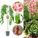 Brzoskwinia Pink Cascade owoce do ogrodu 180-220 cm