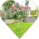 Brzoskwinia Pink Cascade owoce do ogrodu 180-220 cm