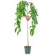 Brzoskwinia Pink Cascade forma kaskadowa 100-150 cm