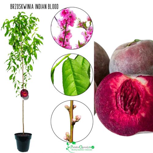 Brzoskwinia Indian Blood soczysty miąższ 180-220 cm