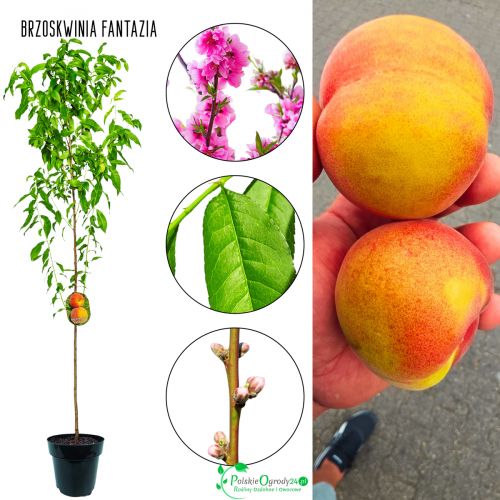 Brzoskwinia Fantazja prosto od szkółki 100-150 cm
