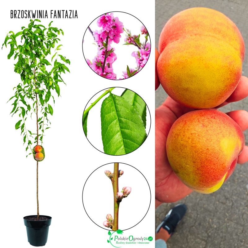 Brzoskwinia Fantazja prosto od szkółki 100-150 cm