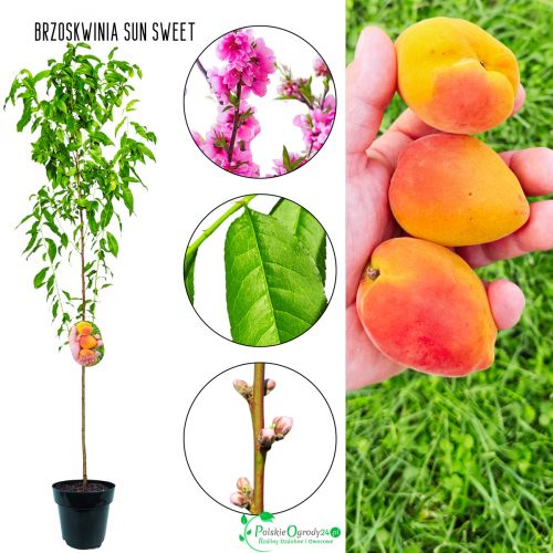 Brzoskwinia Sun Sweet słodko miodowy smak 100-150 cm